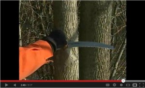 Pruning in winter