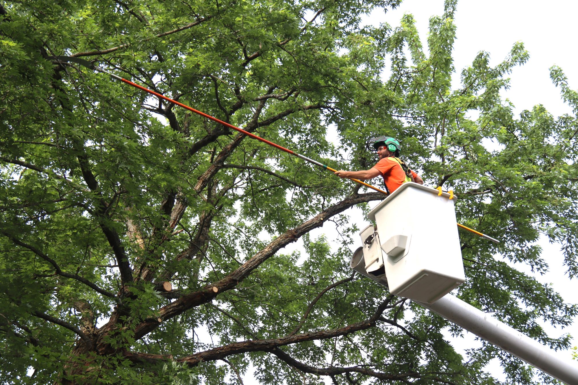tree pruning and tree care