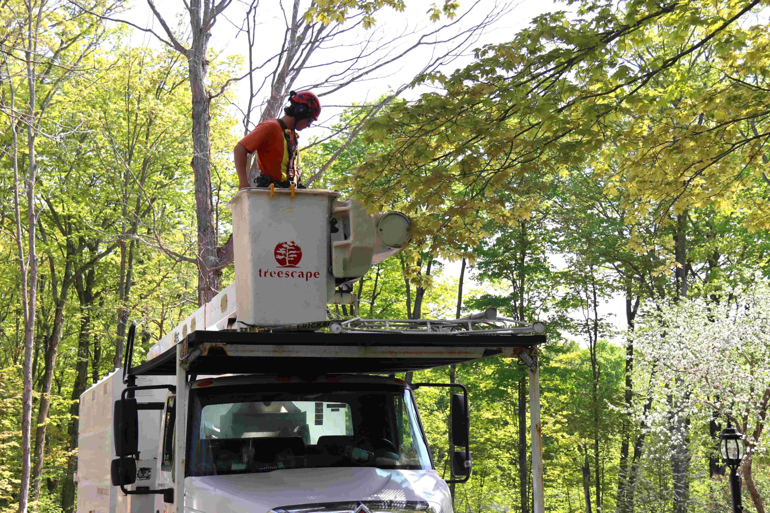 Bucket truck tree removal