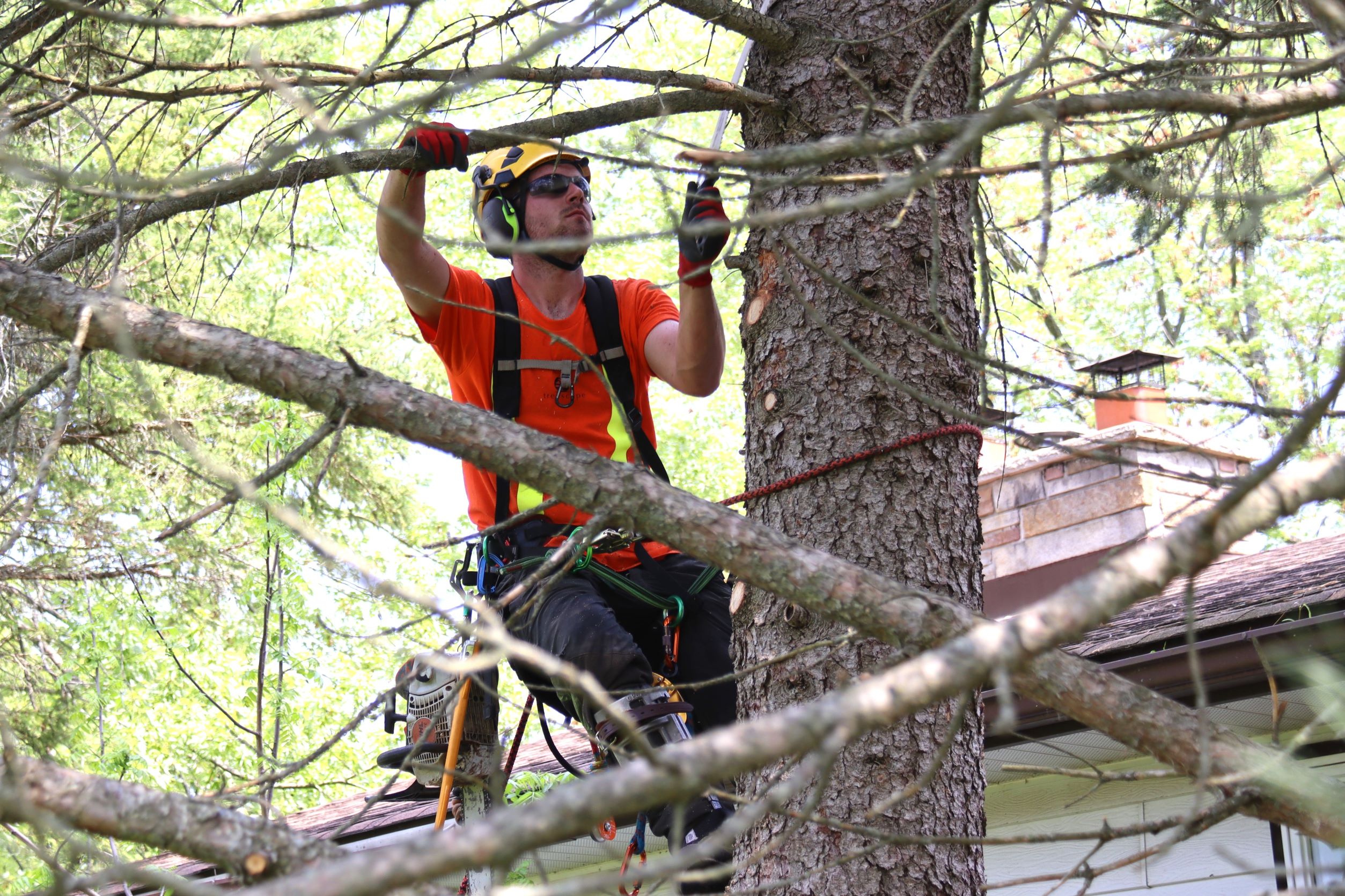 tree pruning