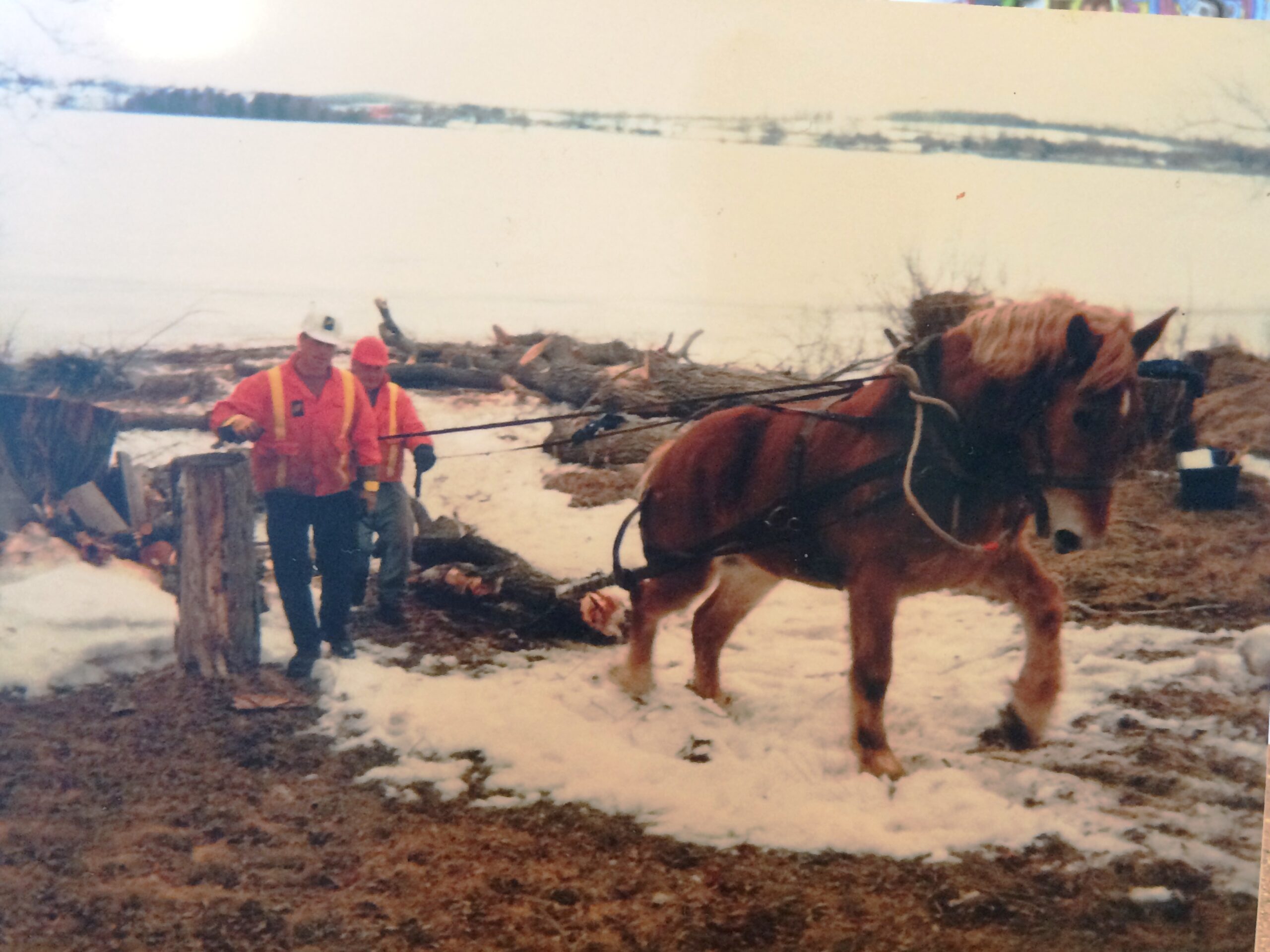 tree removal with horse