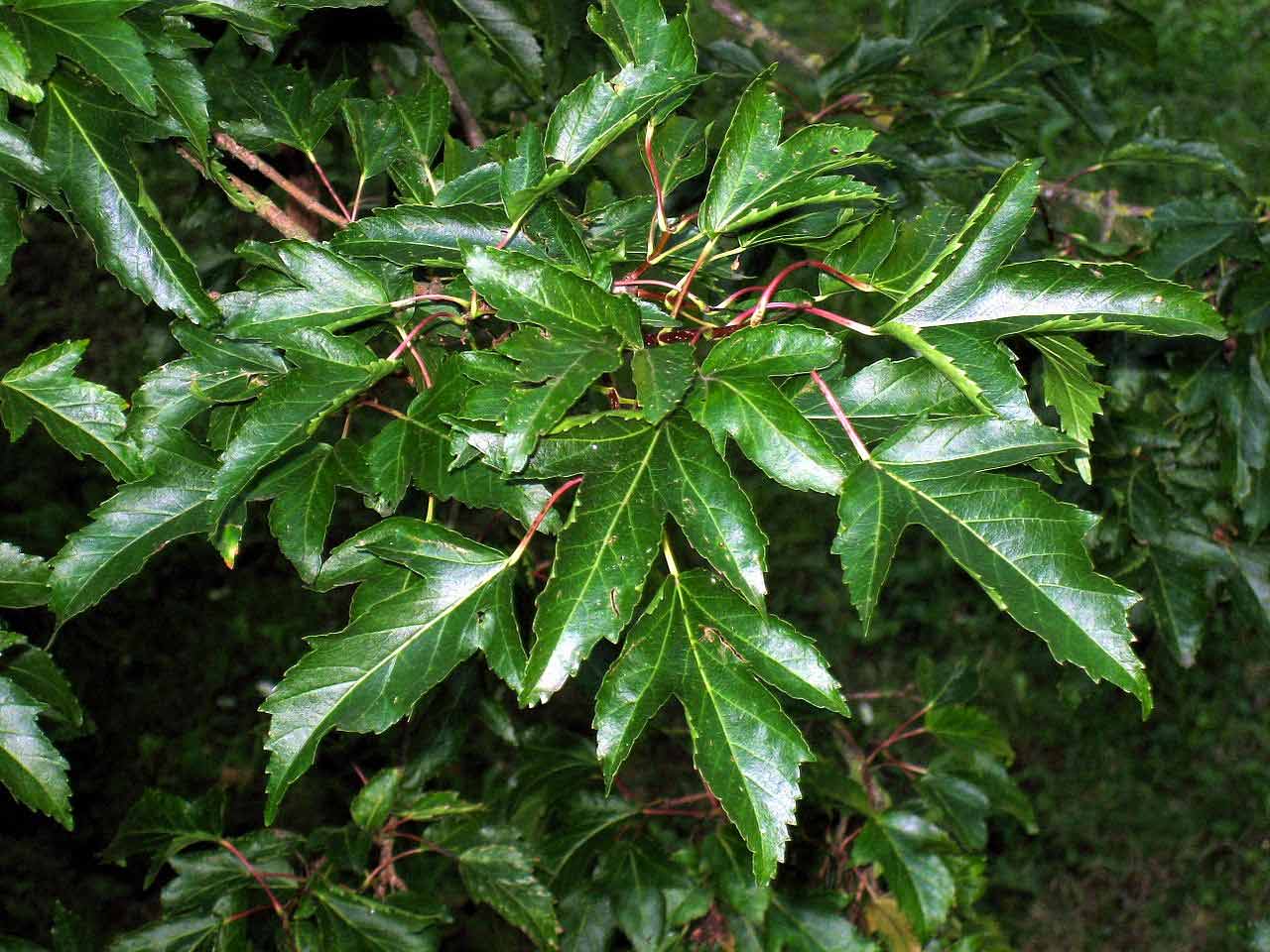 amur-maple