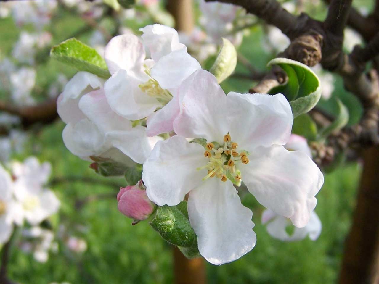 apple-tree