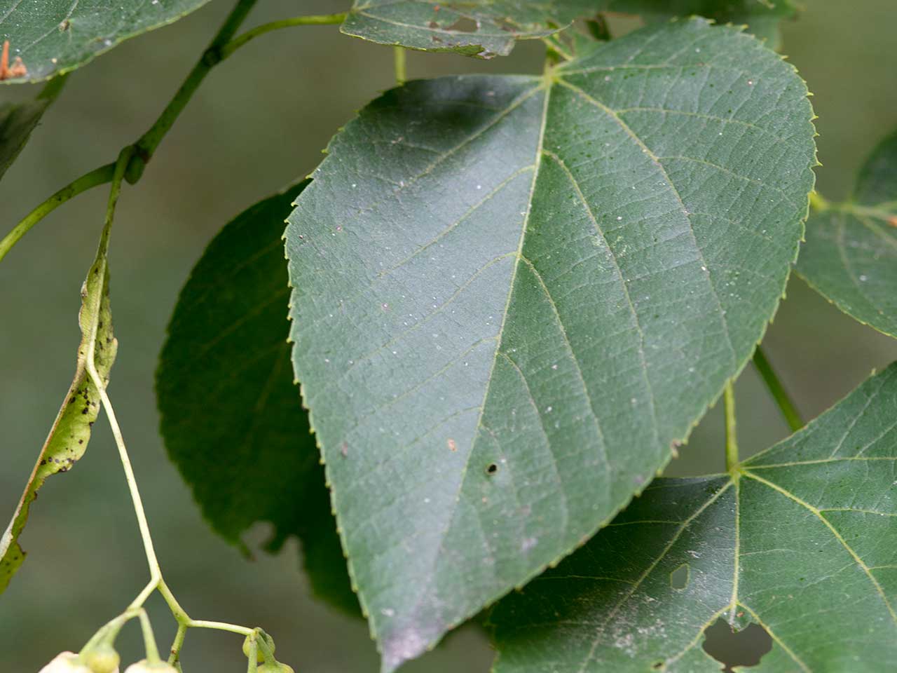 basswood