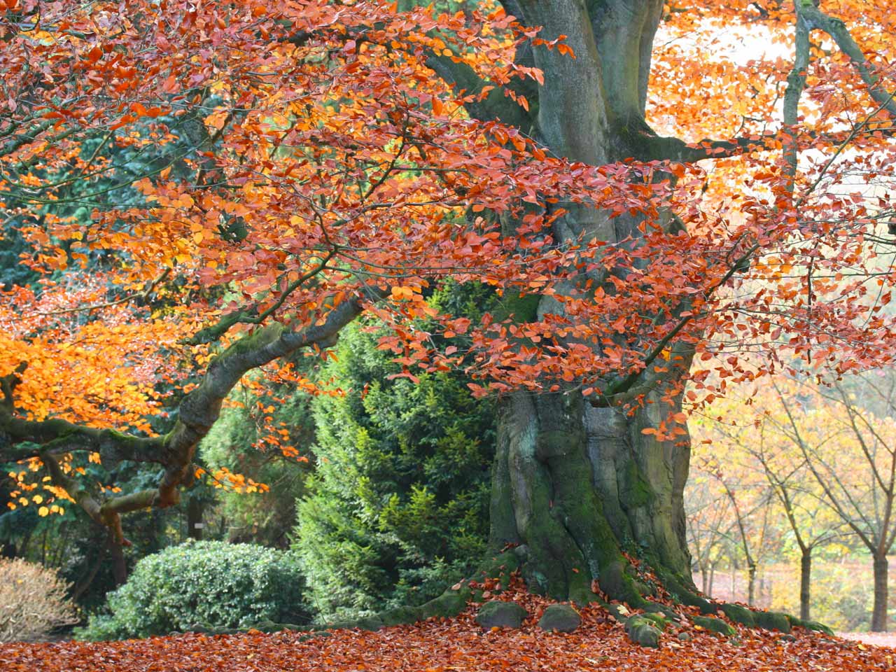 beech