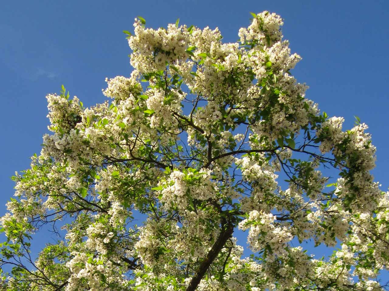 black-locust