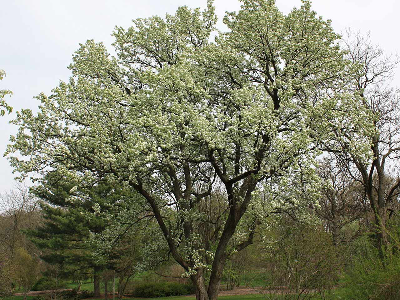callery-pear