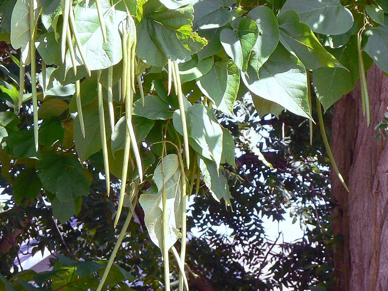 catalpa