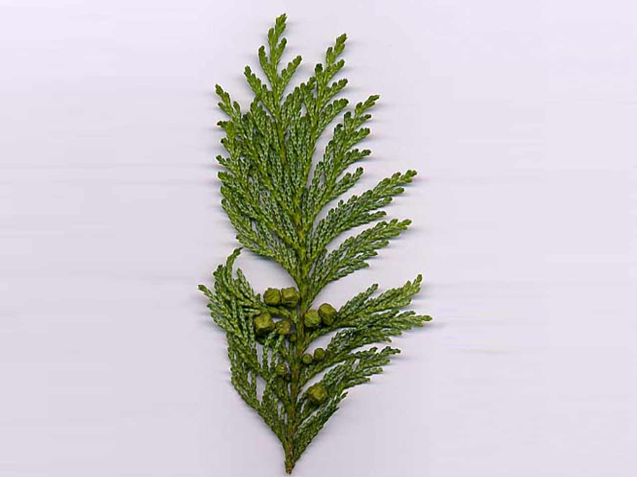 cypress