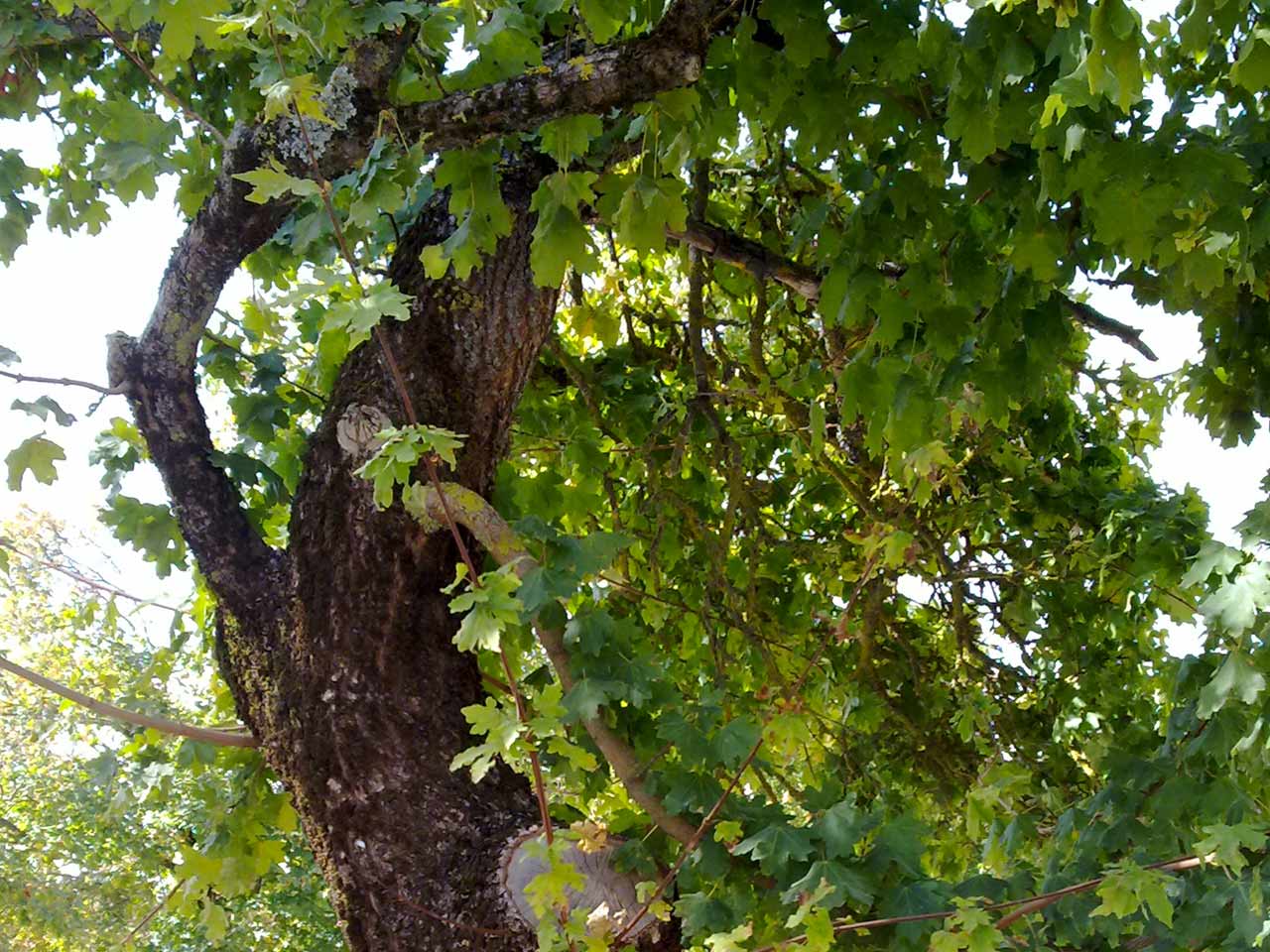 field-maple