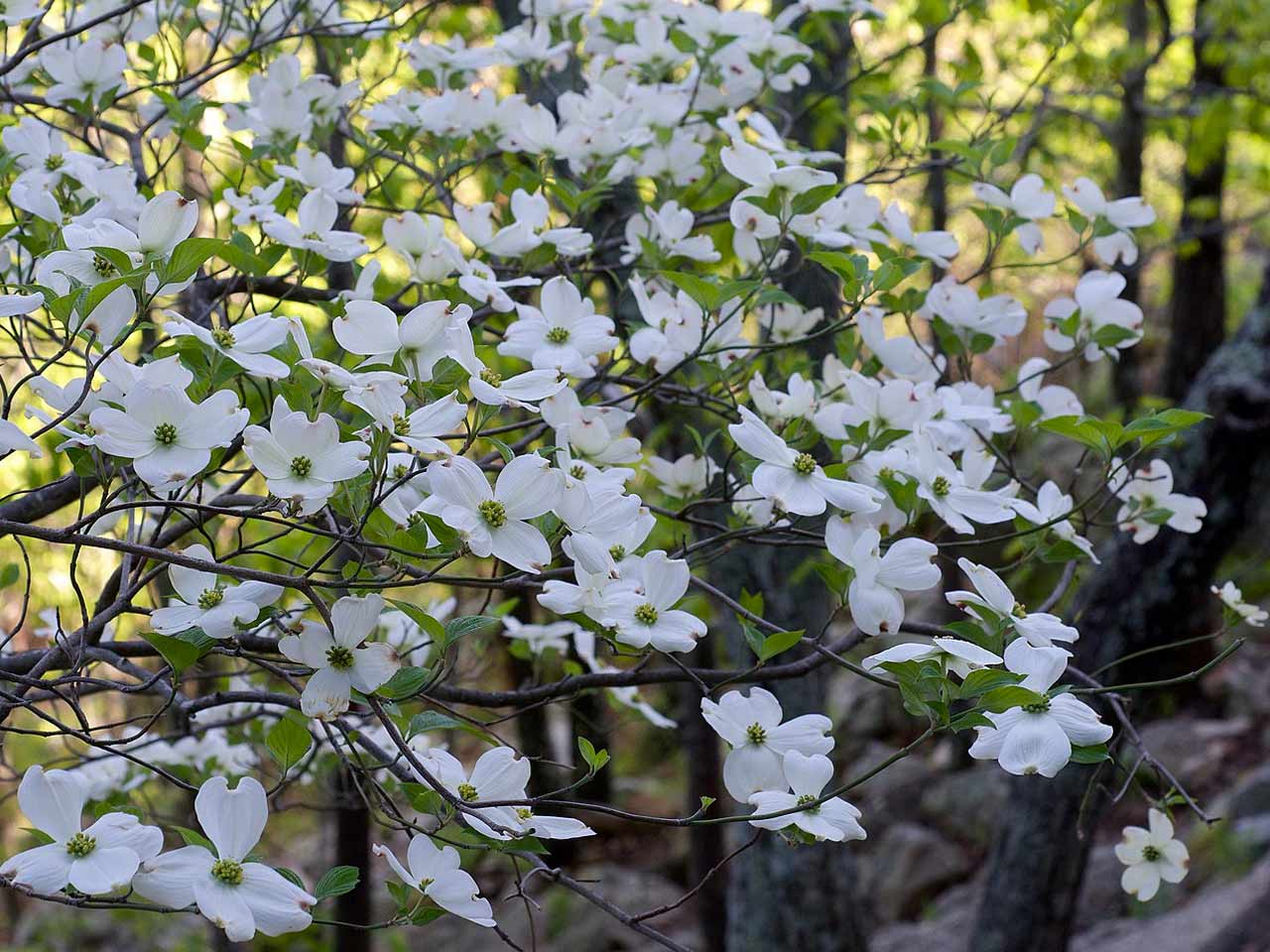 flowering-dogwood flowering-dogwood