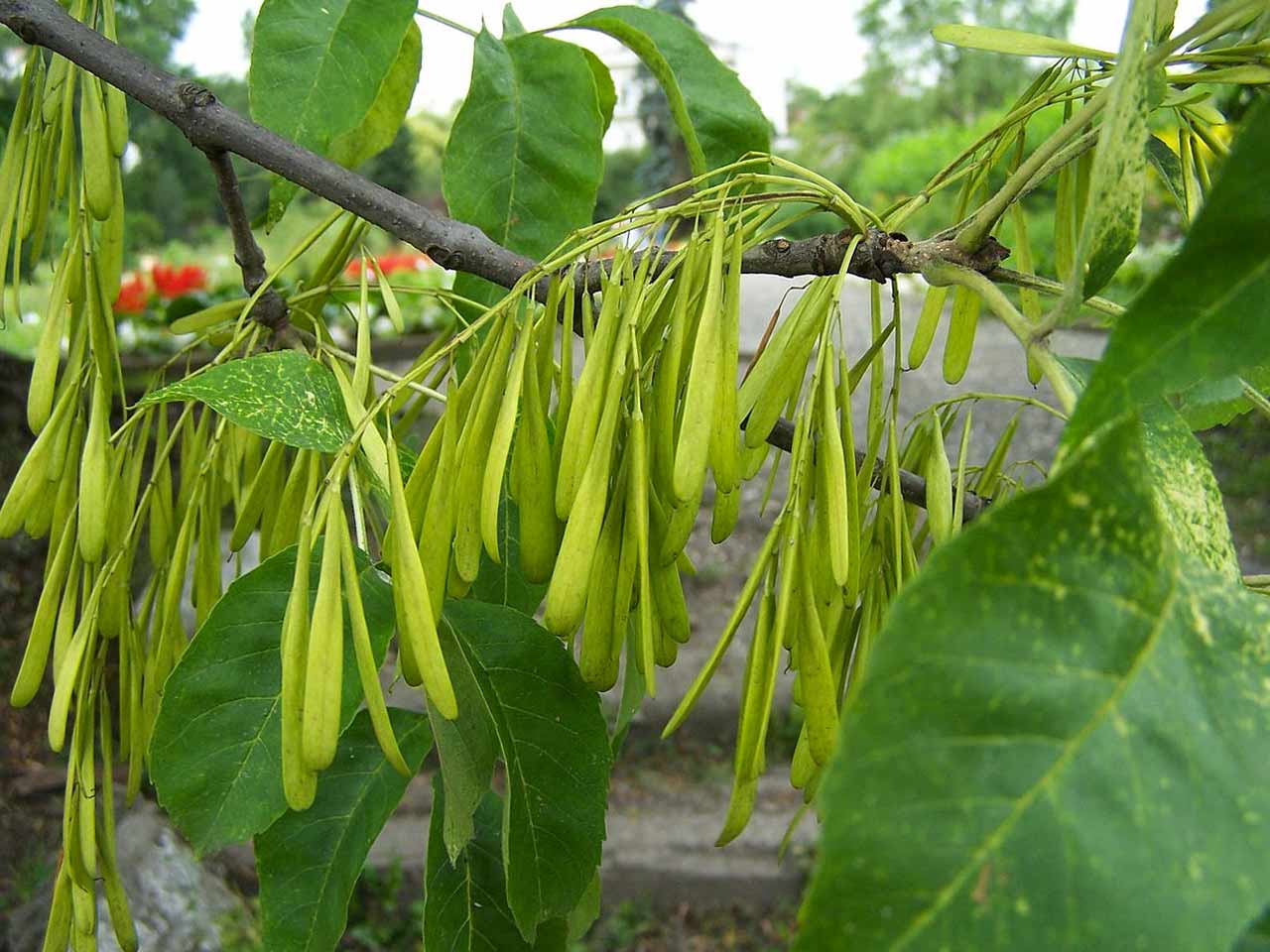 green-ash