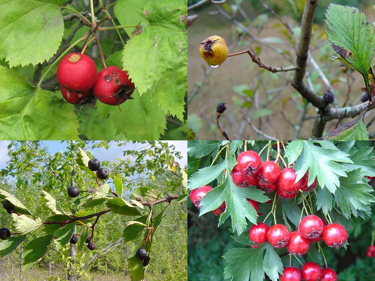 hawthorn