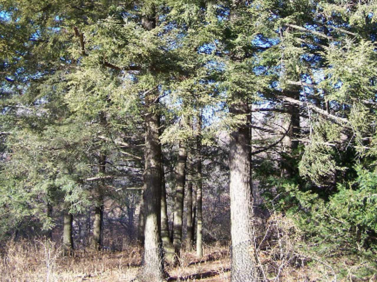 hemlock