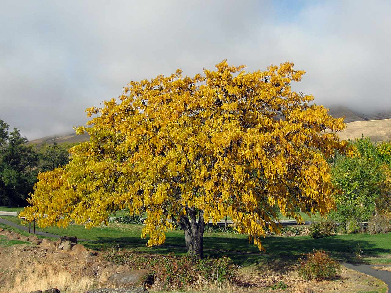 honey-locust