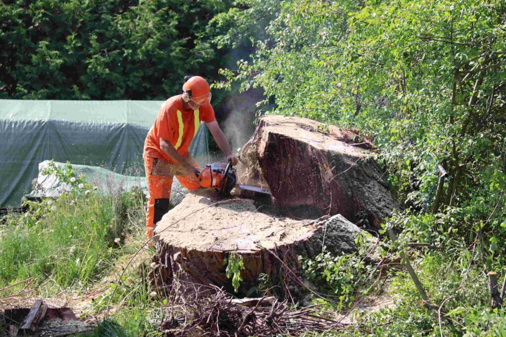 large stump removal huge stump removal in ennismore