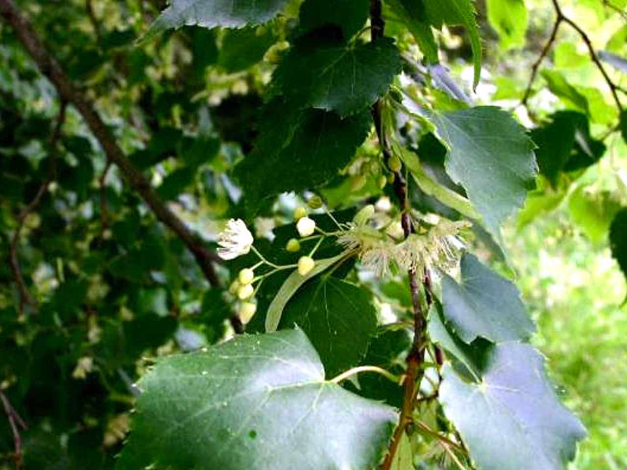 linden