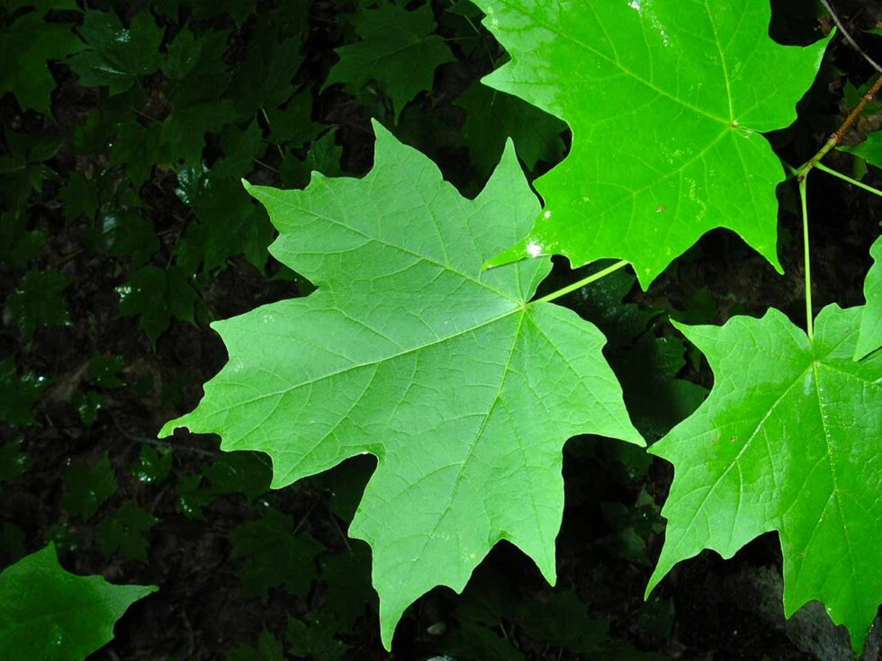 "Treesearch" Treescape Certified Arborists