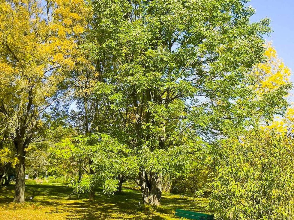 White Ash Treescape Certified Arborists